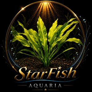 Echinodorus paniculatus