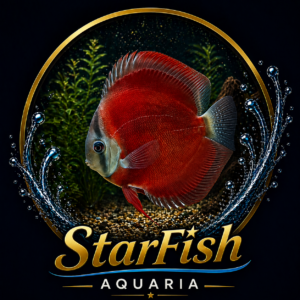San Merah discus