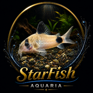 Corydoras Panda