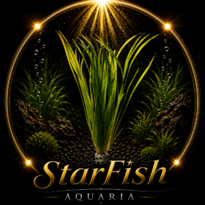 Vallisneria spiralis
