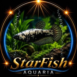 Betta splendens ‘Samurai Black’