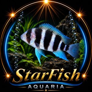 Frontosa (Cyphotilapia)