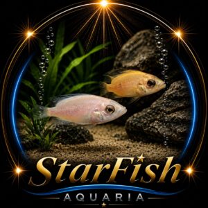 Parachromis Dovii Red