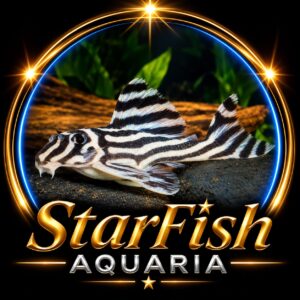 Hypancitrus Zebra L046