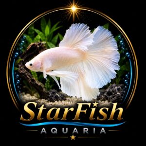 Betta Halfmoon Platinum White