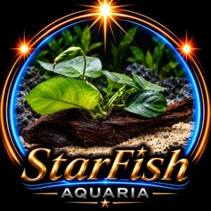 Anubias op driftwood