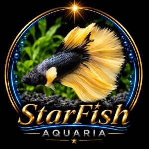 Betta Male Mustard Gras